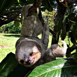 Sloth hanging from branch on field