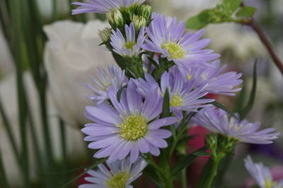 Close-up of purple flowers blooming outdoors