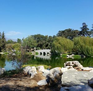 Scenic view of trees against clear blue sky