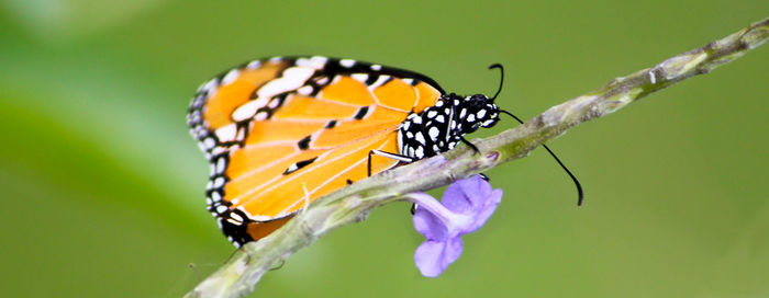 Close-up of butterfly pollinating on purple flower