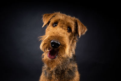 Close-up of dog against black background