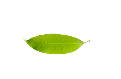 Close-up of green leaf against white background