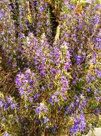 Purple flowers blooming outdoors