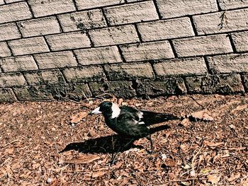 Bird perching on ground