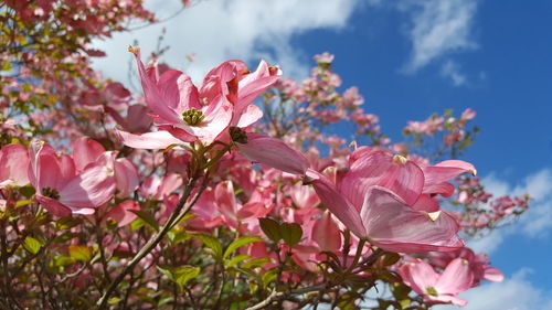 Low angle view of pink flowers blooming on tree against sky