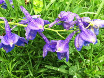 Close-up of purple flowers blooming