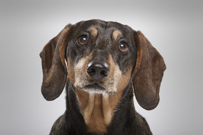 Close-up portrait of a dog over white background