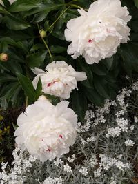 Close-up of white flowering plant in park