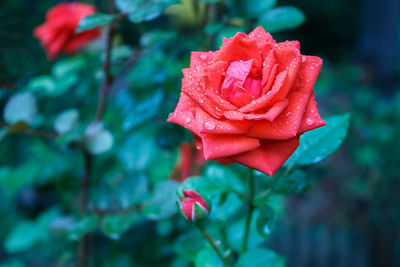 Close-up of red rose
