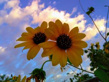 Low angle view of flowering plant against sky