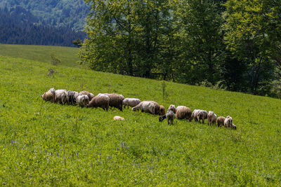 Sheep grazing on field