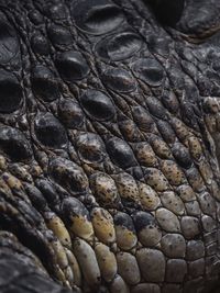 Close-up of crocodile