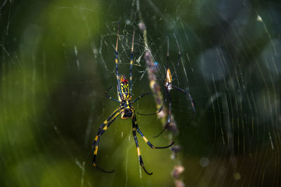 Close-up of spider on web