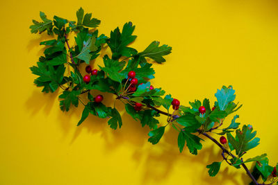 Low angle view of berries on plant against yellow wall