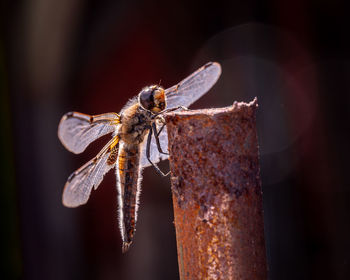 Close-up of dragonfly on plant