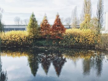 Reflection of trees in water