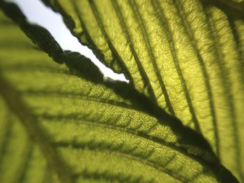Close-up of leaves