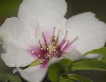 Close-up of white flowers