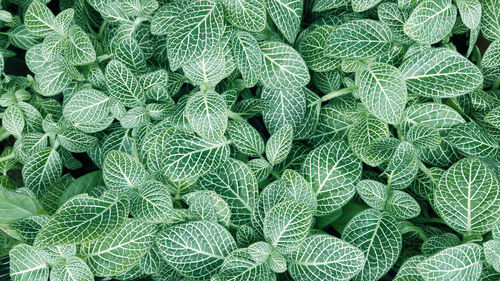 Full frame shot of green leaves