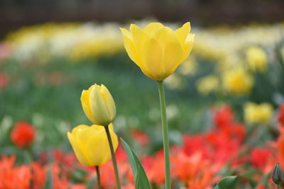 Close-up of yellow tulip