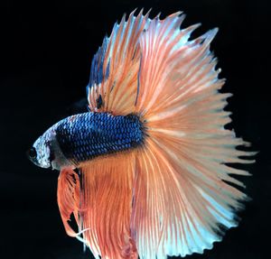 Close-up of fish underwater