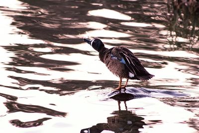 Bird perching on wooden post in lake