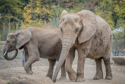 Elephants standing against trees