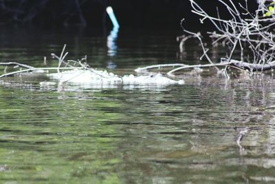 Close-up of duck swimming in lake