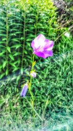 Close-up of purple flower blooming outdoors