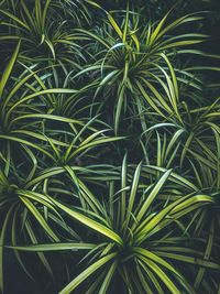 Full frame shot of palm tree