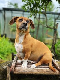 Portrait of dog looking away