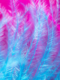 Full frame shot of feathers