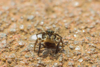 Close-up of spider