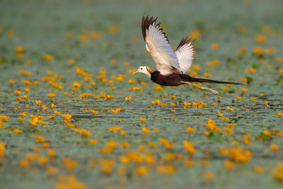 Bird flying