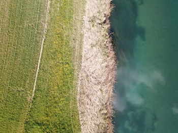 High angle view of plants on land