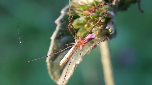 Close-up of spider on web