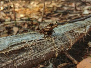 A happy little brown tree frog.
