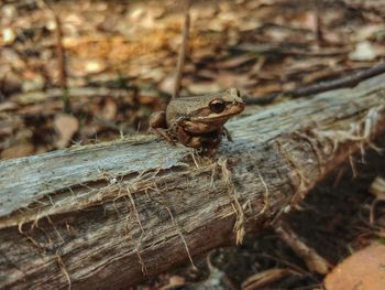 Close-up of lizard on wood