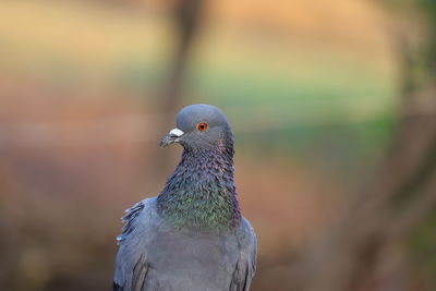 Front view pigeon photography, young bird image , rock pigeon.