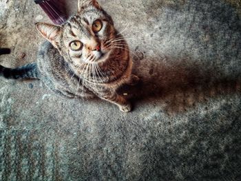 Close-up portrait of cat