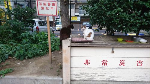 View of a cat looking away