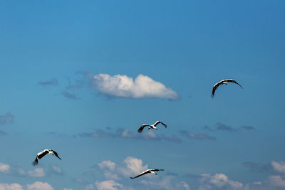 Low angle view of white storks flying against blue sky