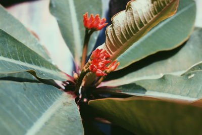 Close-up of red flowering plant