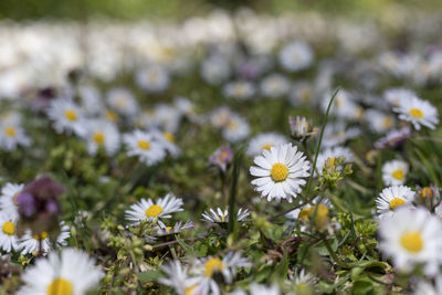 Close-up of white daisy flowers on field