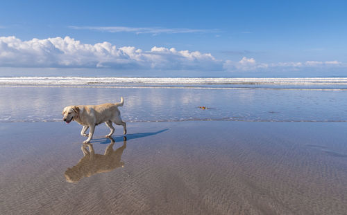 Bird standing on beach