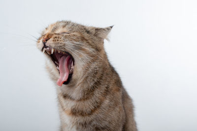 Close-up of cat yawning