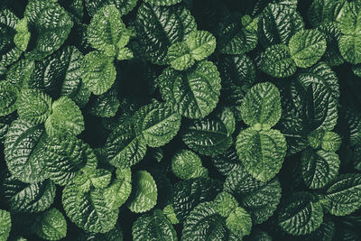 Green leaves, dark nature background