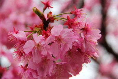 Close-up of cherry blossoms