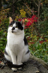 Close-up of cat sitting outdoors