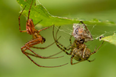 Close-up of spider on web